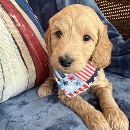 Theo aka Red Collar - Apricot male Goldendoodle puppy in Portland, Tennessee from Happy_Tails_by_TJ