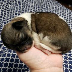 Tibetan Spaniel Puppies from Trillium Tibetan Spaniels