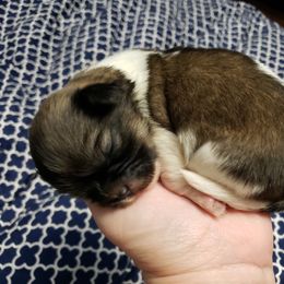 Tibetan Spaniel Puppies from Trillium Tibetan Spaniels