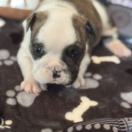 Ozzy - Brindle male Bulldog puppy in Grand Island, New York from Buckletucky Farm