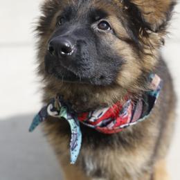 German Shepherd Puppies from di Casa Ortiz German Shepherds