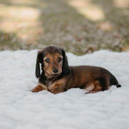 Dachshund Puppies from EntityDachs