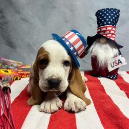 Roscoe - Lemon and white male Basset Hound puppy in Hurtsboro, Alabama from PARK’s Family Farm