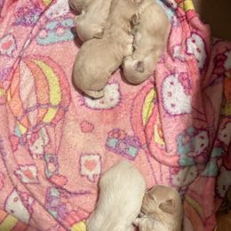 Maltipoo Puppies from Tosha Maltipoos