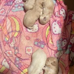 Maltipoo Puppies from Tosha Maltipoos