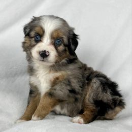 Cake - Blue merle female Miniature Australian Shepherd puppy in Bedias, Texas from JSK Aussie and Cavaliers
