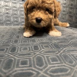 Boy 2 - male Assorted Doodle Crosses puppy in Vancouver, Washington from Kovalenko Poodles