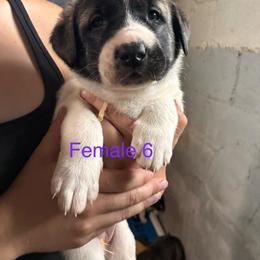 Girl 6 - Biscuit and white female Anatolian Shepherd Dog puppy in Daggett, Michigan from T&S Anatolians