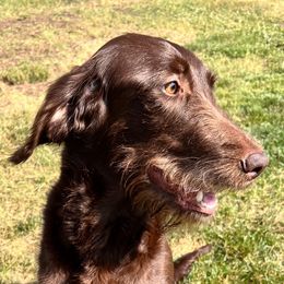 Desi - Labradoodle