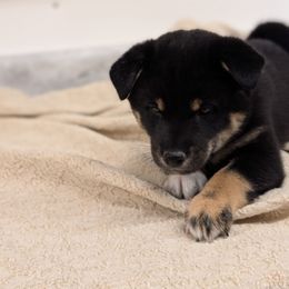 Blacky - Black and tan male Shiba Inu puppy in Warren County, New Jersey from Yellow Gate Kennel