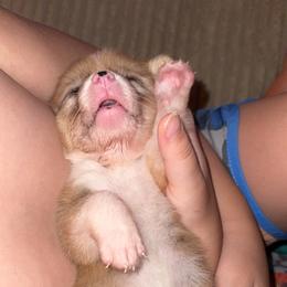 American Corgi Puppies from 5H Corgis