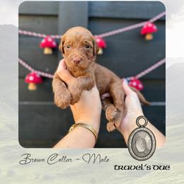 Travels Due - Brown Collar - Red  male Goldendoodle puppy in Garland, Texas from Twilight Doodles