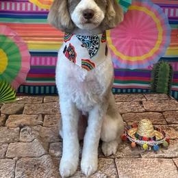 Cassi - Australian Labradoodle