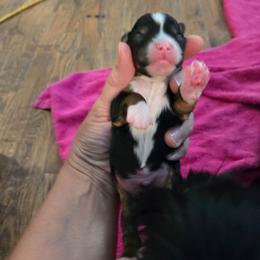 Black tri one - Black tri male Toy Australian Shepherd puppy in Forney, Texas from Texas Talent Toy Aussie's and Labs