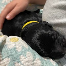 Goldendoodle Puppies from U Need A Doodle