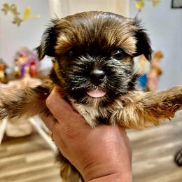Yellow - Black and tan male Shorkie puppy in Albemarle, North Carolina from Wilson Kennel