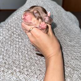 Apple - Chocolate and cream female Dachshund puppy in Woodville, Wisconsin from Dairyland Dachshunds