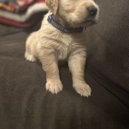 Golden Retriever and Labrador Retriever Puppies from Storm Chasers Retrievers