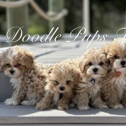 Goldendoodle, Maltipoo, and Yorkipoo Puppies from Doodle Pups Fur-Ever