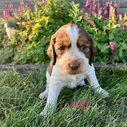 PG3 - Red and white female English Springer Spaniel puppy in Britton, South Dakota from K&S Canines