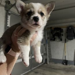 Rufus - White and fawn male Pembroke Welsh Corgi puppy in Shullsburg, Wisconsin from Circle K Corgis