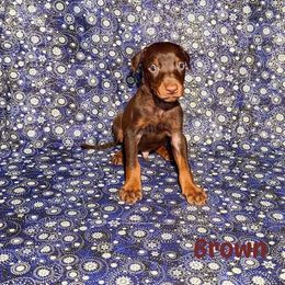 Brown collar - Red and rust male Doberman Pinscher puppy in Louisville, Kentucky from Ruiz Dobermans