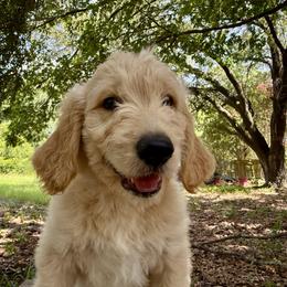 Ringo - Cream male Goldendoodle puppy in Heath, Texas from Doodles Divine