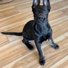 Maroon - Bi-color male German Shepherd puppy in Buckeue, Arizona from Légende Vivante Du Chief Kennel