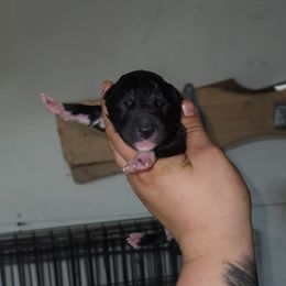 Siberian Husky Puppies from Spirit of the Moon Siberians