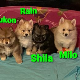 French Bulldog and Pomsky Puppies from Ba's Designer Puppies