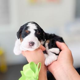 Banjo-Light Green - Tri-color male Bernedoodle puppy in Ontario, California from Teddy Doodles & Standard Poodles