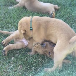 Labrador Retriever Puppies from TNT Elite Labradors