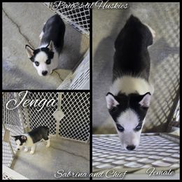 Jenga - Black and white female Siberian Husky puppy in Bloomfield, Indiana from Paiges lil huskies