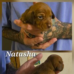 Natasha - Red female Dachshund puppy in New Caney, Texas from BouncinMiniWeenies