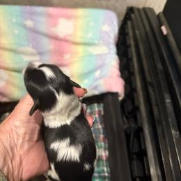 Little Muffin - Parti female Miniature Schnauzer puppy in New Bern, North Carolina from DJS Delightful Miniature Schnauzers
