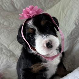 Lady Hyacinth - Tri-color female Bernedoodle puppy in Forsyth, Illinois from Birdies Mini Bernedoodles