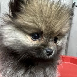 Girl 1 - Chocolate sable female Pomeranian puppy in Harrison, Michigan from Rashell's Puppies