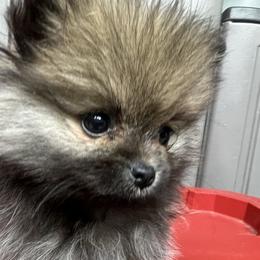 Girl 1 - Chocolate sable female Pomeranian puppy in Harrison, Michigan from Rashell's Puppies