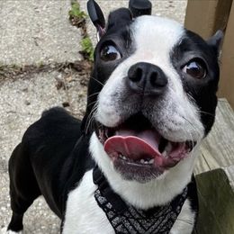 Hope - Boston Terrier