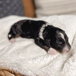 Hazle - Tri-color female Bernedoodle puppy in Ammon, Idaho from Little Stone Bernedoodles