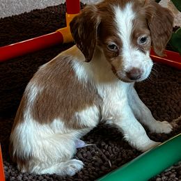 Annabelle boy 4 - Orange and white male Brittany puppy in Floyd Knobs, Indiana from Cross Creek Brittanys