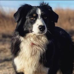Australian Shepherds, Black and Tan Coonhounds, English Springer Spaniels, and Poodles from Aspenleiter’s Ranch Hands