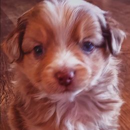 Miniature Australian Shepherd and Toy Australian Shepherd Puppies from Kinsley's Cuties & SouthPaw Creations
