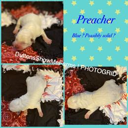 Australian Cattle Dog and Miniature Australian Shepherd Puppies from Dutton's Show Me Farms