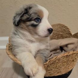 Steele - Blue merle male Miniature American Shepherd puppy in Bristol, Tennessee from Riverstone Aussies