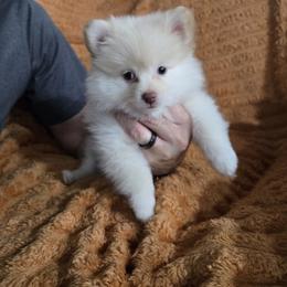 Kronk - Cream male Pomeranian puppy in Jacksonville, Florida from Mannimal Farm