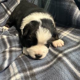 Miniature American Shepherd Puppies from Bond’s MAS
