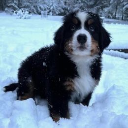 Bernese Mountain Dog Puppies from Lonesome Pine Farm