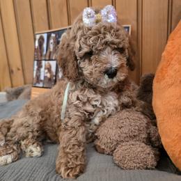 Bernedoodle and Goldendoodle Puppies from 4goldendoodles