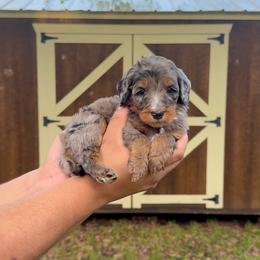 Finn - Tri-color male Bernedoodle puppy in Greenville, Texas from Doodles of Promise